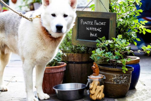 Punter pooch watering hole. Photo by www.jamiescottlong.com