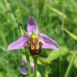 June orchid count scuseme